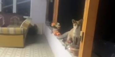 Saray’da tilki ile sohbet görenleri güldürdü