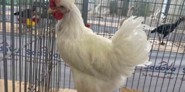 Karadeniz’in "Gugulli"si Balıkesir’de ilgi odağı oldu