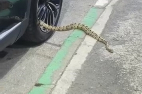 Bursa’da otomobilin jantından yılan çıktı