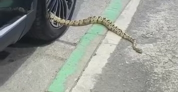 Bursa’da otomobilin jantından yılan çıktı