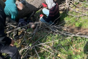 Kestiği ağacın altında kalan kişi yaralandı