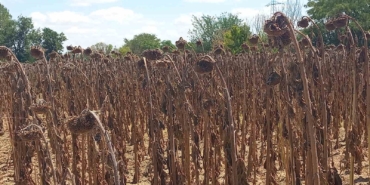 Gıda güvenliği kamu denetimiyle sağlanmalı