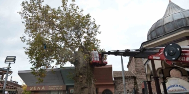 Bursa’nın asırlık çınarı koruma altına alındı