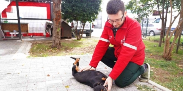 Şişli Belediyesi’nden sokak hayvanlarına şefkat eli