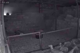 Mudanya’da ahır ve samanlık yangınında 170 hayvan küle döndü, o anlar kamerada