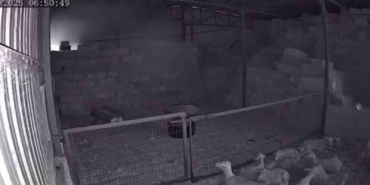 Mudanya’da ahır ve samanlık yangınında 170 hayvan küle döndü, o anlar kamerada