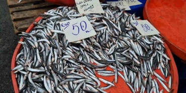 Tekirdağ’da hamsinin kilosu 50 liraya kadar düştü