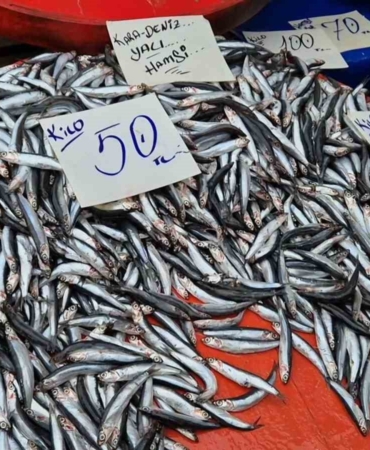 Tekirdağ’da hamsinin kilosu 50 liraya kadar düştü