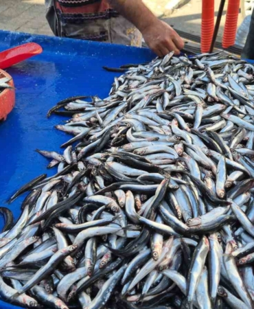 Tekirdağ’da hamsi ve sardalya 150 liradan alıcı buluyor