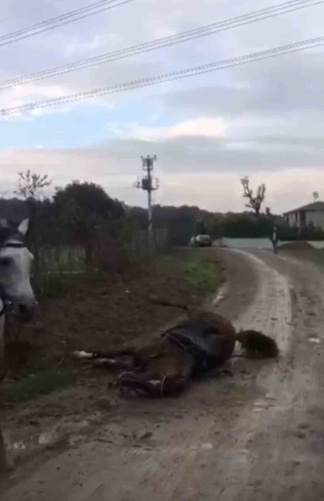 Elektrik akımına kapılan at telef oldu