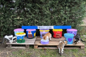 Geri dönüştürülen kovalar kedi oteline dönüştü