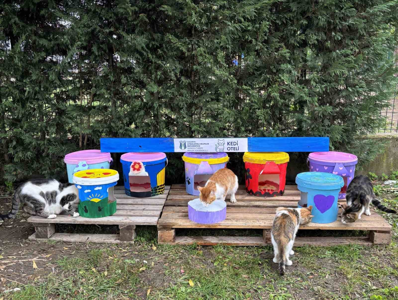 Geri dönüştürülen kovalar kedi oteline dönüştü