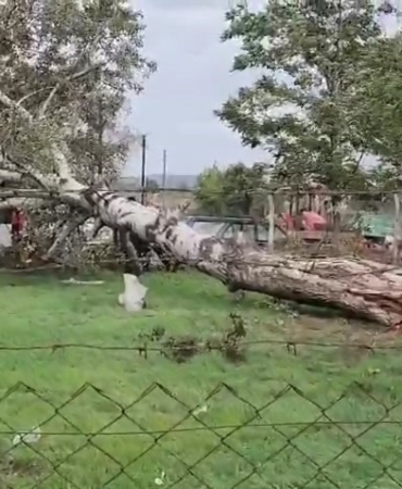 Lodos sebebiyle ağaç ve elektrik direği devrildi