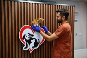 Balıkesir’de can dostlar Büyükşehir eliyle güvende