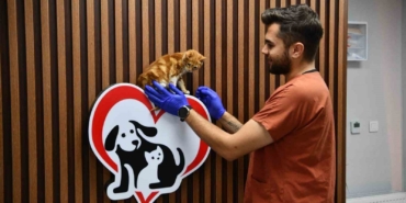 Balıkesir’de can dostlar Büyükşehir eliyle güvende