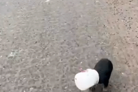 Yalova’da kamyon sürücüsü kafası plastik kaba sıkışan yavru köpeği kurtardı
