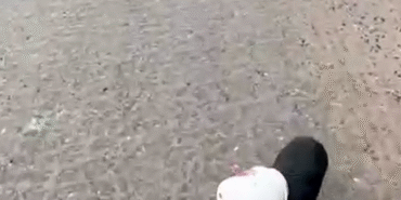 Yalova’da kamyon sürücüsü kafası plastik kaba sıkışan yavru köpeği kurtardı