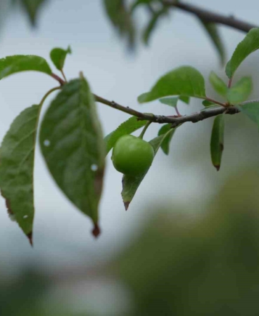 Kış ayına günler kala çiçek açan erik ağaçları meyve verdi