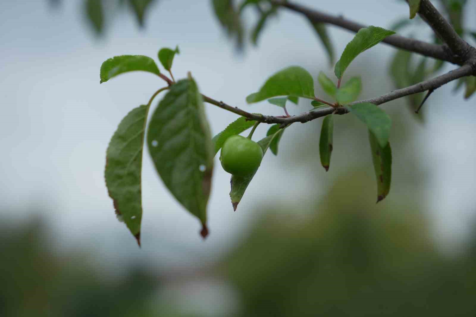 Kış ayına günler kala çiçek açan erik ağaçları meyve verdi