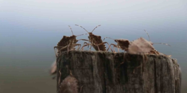 Kahverengi kokarca böceği toruna hasret bıraktı: "Böcekler olmasa gelecekler ama korkuyorlar"