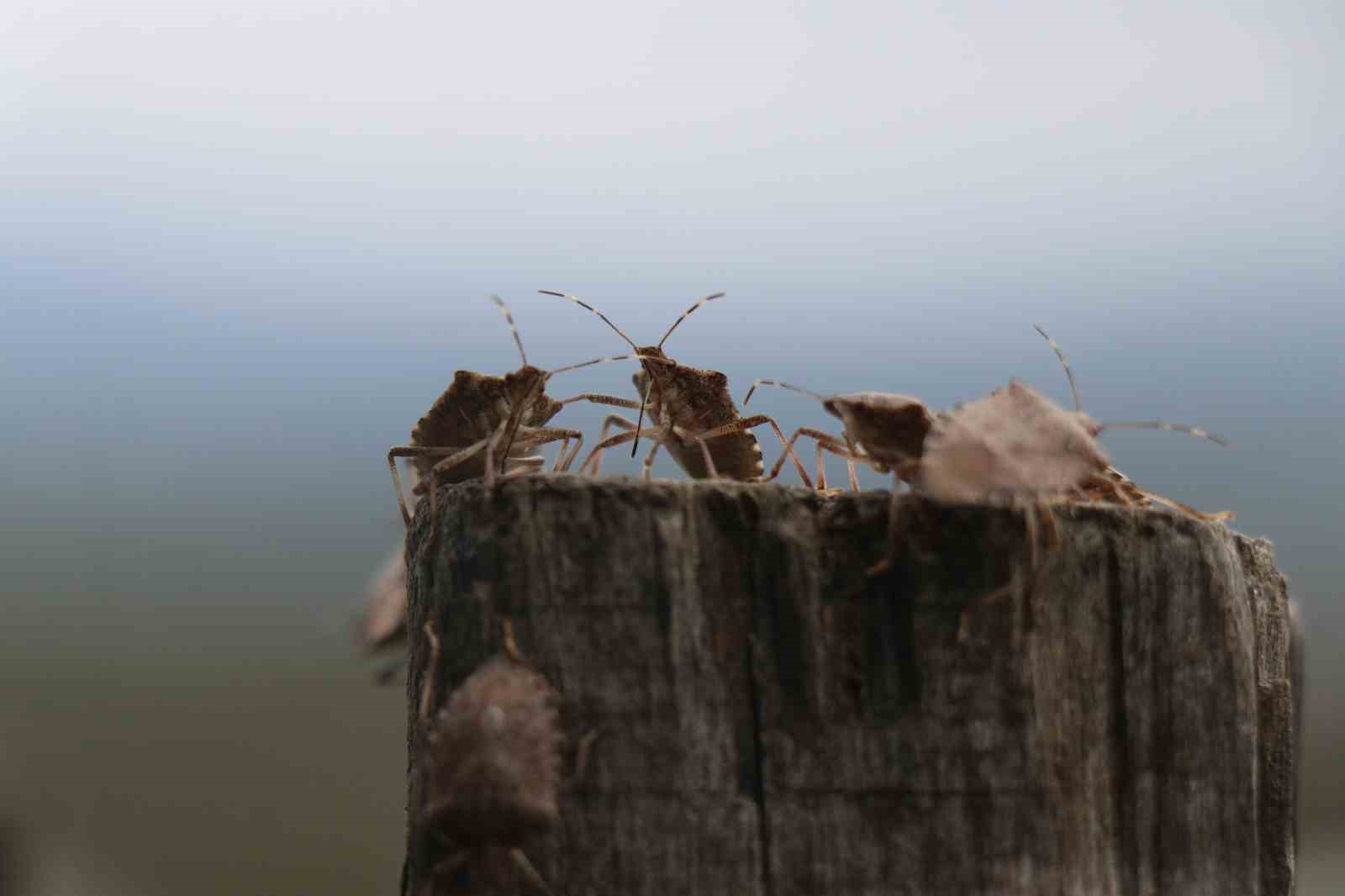 Kahverengi kokarca böceği toruna hasret bıraktı: "Böcekler olmasa gelecekler ama korkuyorlar"