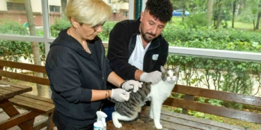 Esenyurt’ta sokak kedilerine parazit uygulaması: Hem hayvan sağlığına hem toplum sağlığına katkı