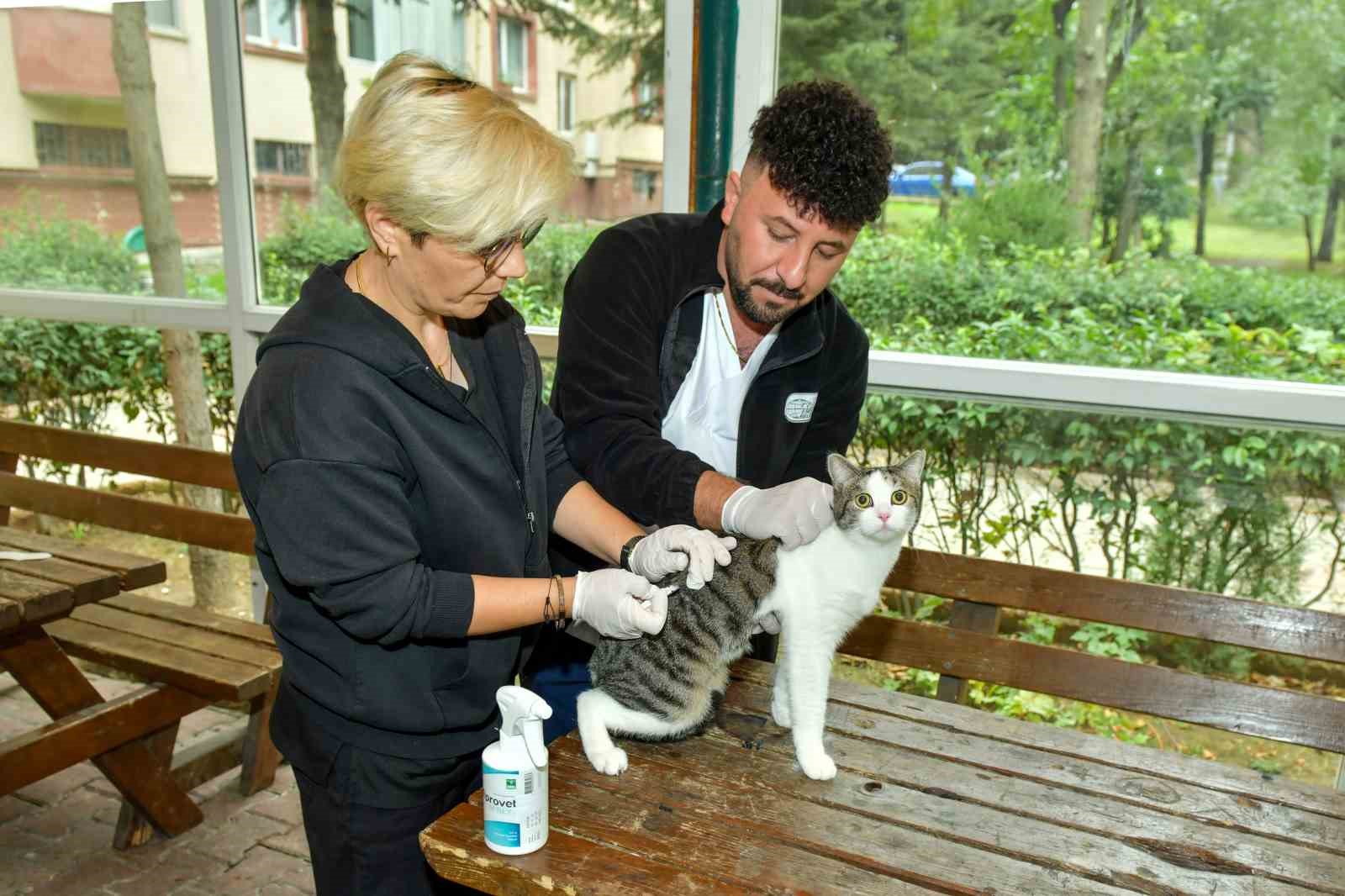 Esenyurt’ta sokak kedilerine parazit uygulaması: Hem hayvan sağlığına hem toplum sağlığına katkı