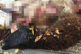 Sürüden ayrılan koyunları kurt telef etti