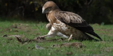 Yılanı yakalayan kartal böyle gövde gösterisi yaptı