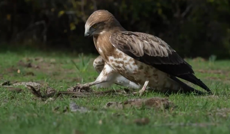 Yılanı yakalayan kartal böyle gövde gösterisi yaptı