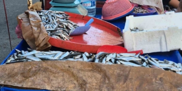 Seyyar balıkçı: "Bu senenin balığı sardalya"