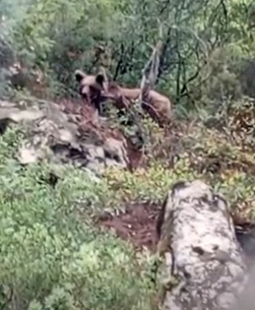 Bursa’da kaymakamlık uyardı: Dikkat ayı çıkabilir