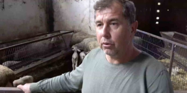 Annesi ve kardeşleri ölen kuzunun yürek burkan hikayesi