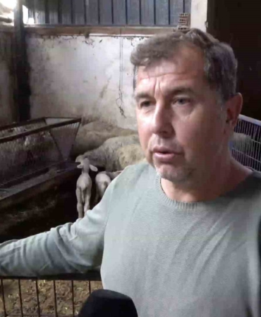 Annesi ve kardeşleri ölen kuzunun yürek burkan hikayesi