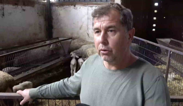 Annesi ve kardeşleri ölen kuzunun yürek burkan hikayesi