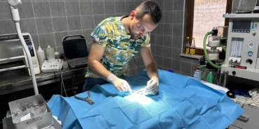 Osmaneli’nde olta iğnesi batmış kedi kurtarıldı