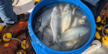 Tekirdağ’da ağlara takılan lüfer yüzleri güldürdü