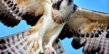 Türkiye’de nadir görülen balık kartalı Bursa’da görüntülendi