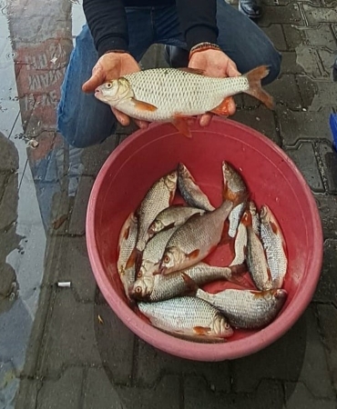 Sapanca Gölü’nde kızılkanat heyecanı: Amatör balıkçılar kıyasıya yarıştı