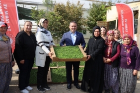 Bilecik’te tarıma can suyu: 926 bin marul fidesi toprakla buluştu