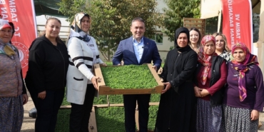 Bilecik’te tarıma can suyu: 926 bin marul fidesi toprakla buluştu