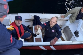 Erdek’te denize düşen yavru kedi kurtarıldı