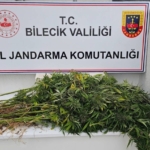 Bilecik’te kenevir operasyonu