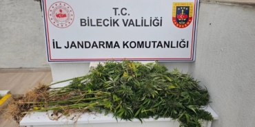 Bilecik’te kenevir operasyonu