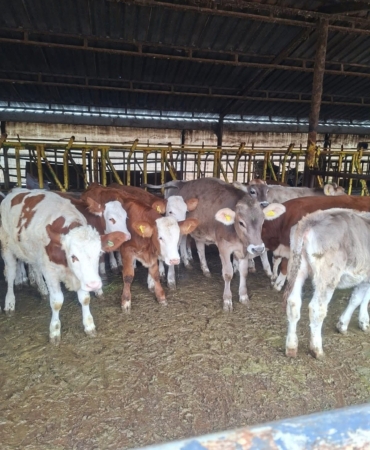 Buzağılara brusella aşısı uygulandı