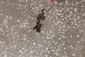 Okul koridorunda yılan paniği
