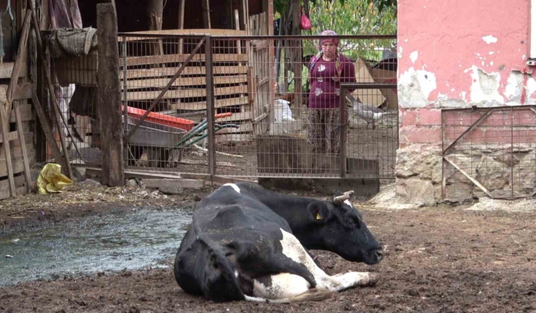 Besiciler şapın yol açtığı zararların karşılanmasını istedi