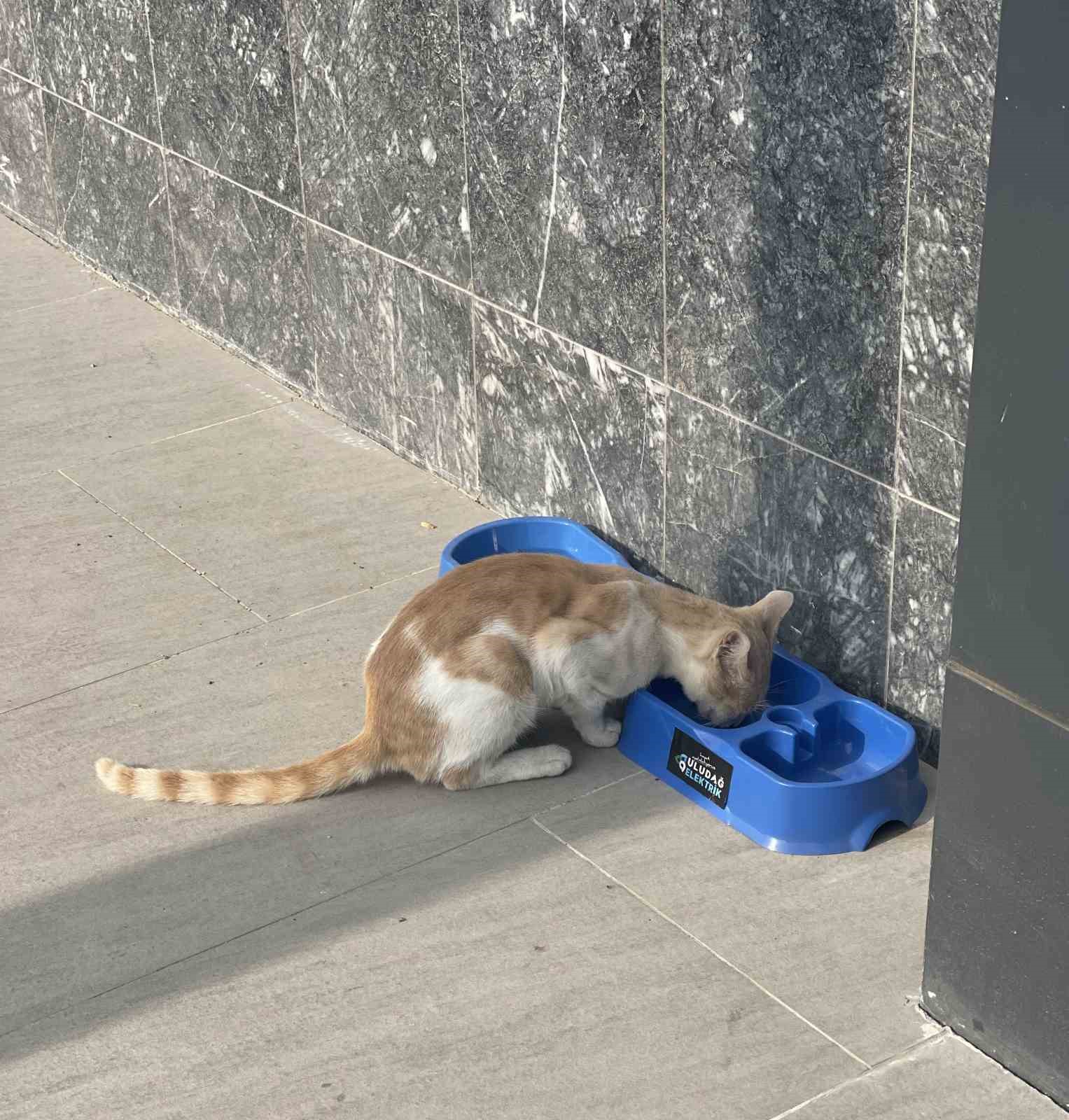 "Sevgimiz, Enerjimiz Sizinle" Projesi sokak hayvanlarına umut oldu