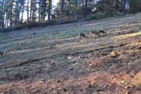 Karaca ailesi Ganos Dağları’nda fotokapana takıldı