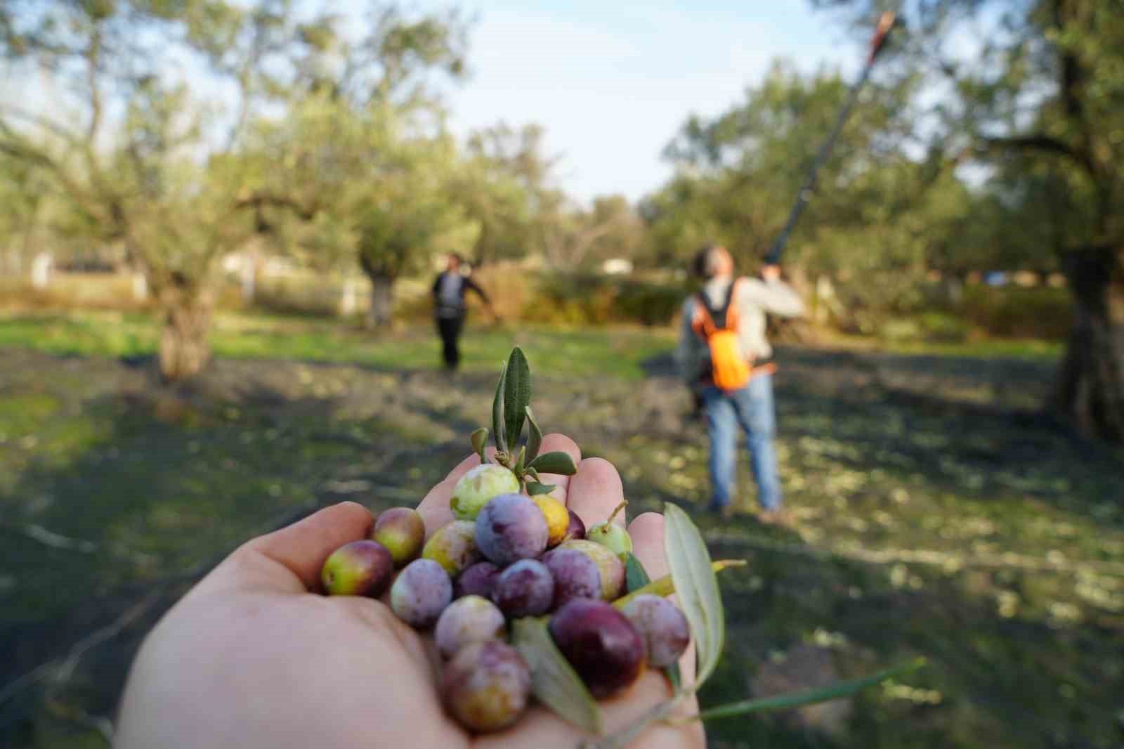 Bu yılın zeytin ve zeytinyağı rekolte tahmini açıklandı